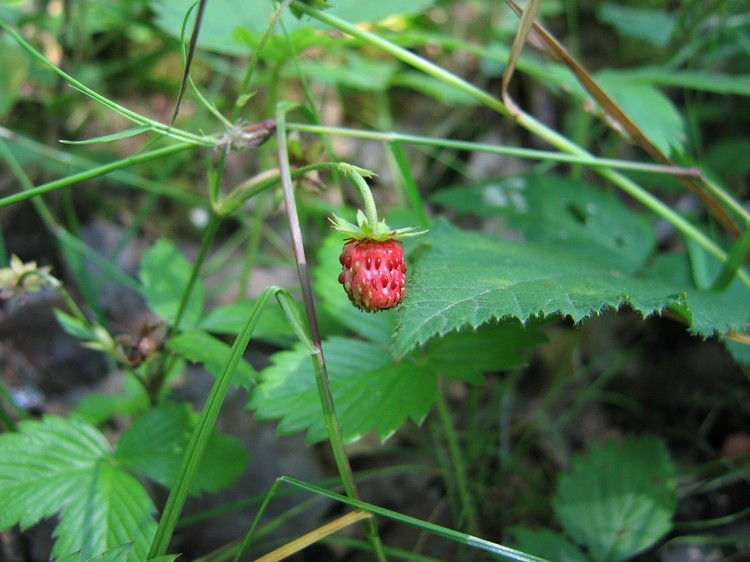 Fragaria vesca